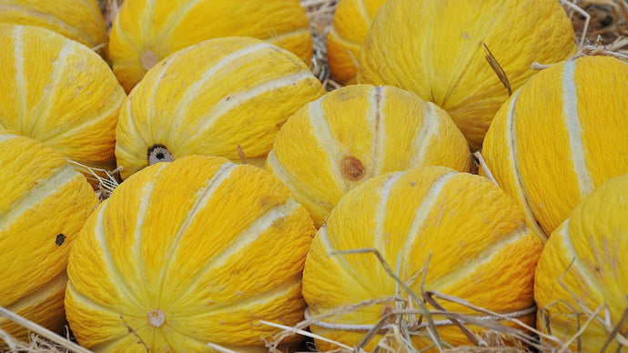 Pakistani yellow melons