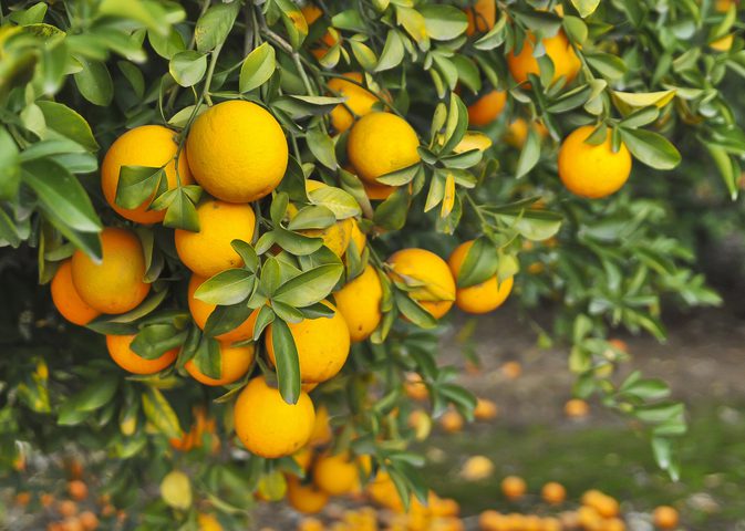 Pakistani Oranges