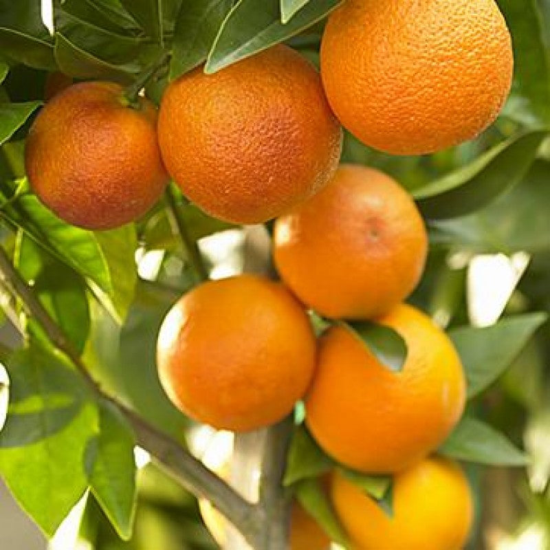 Pakistani Oranges